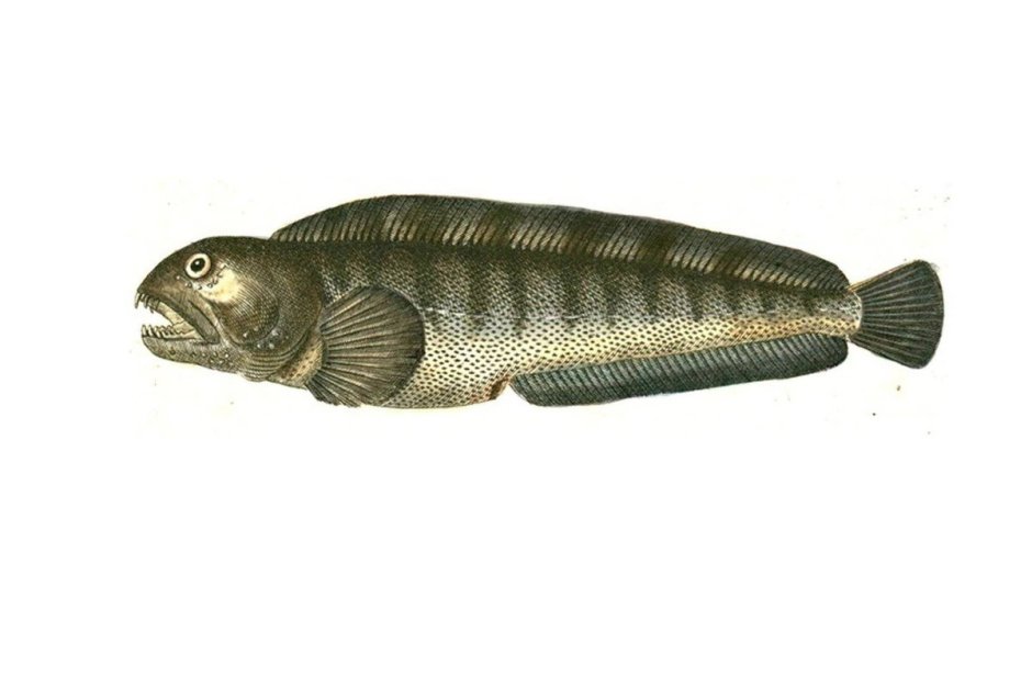 Угревидная зубатка