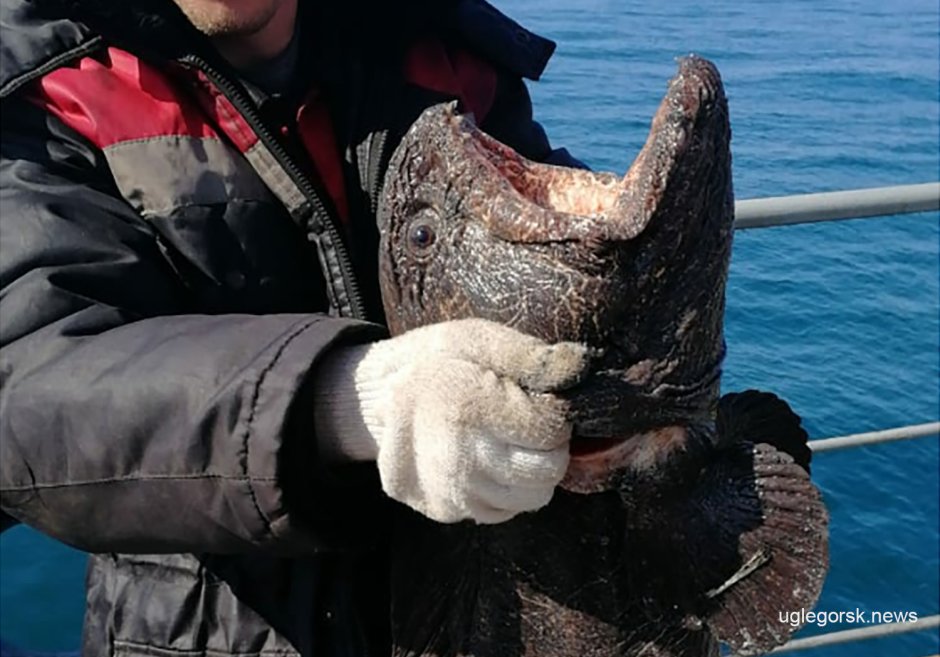 Норвежская зубатка