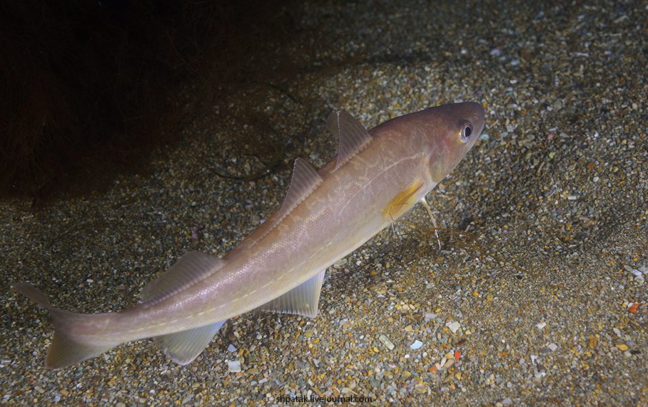 Путассу минтай навага