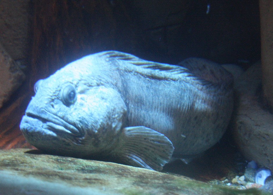 Рыба аньмара рыба волк