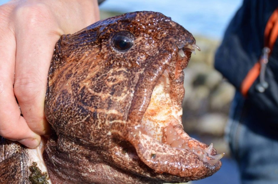 Зубатка синяя и пестрая