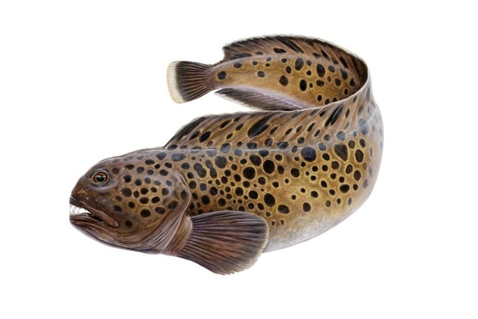 Морская собака рыба в Охотском море