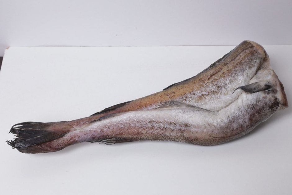 Зубатка Тихоокеанская