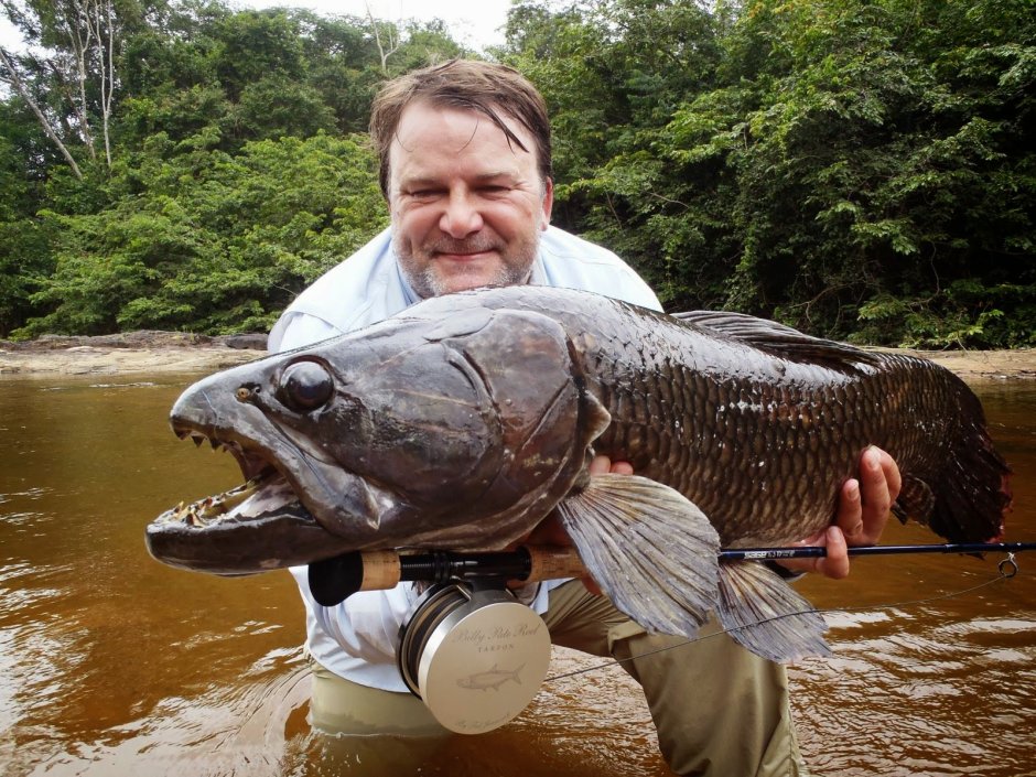 Рыба зубатка синяя