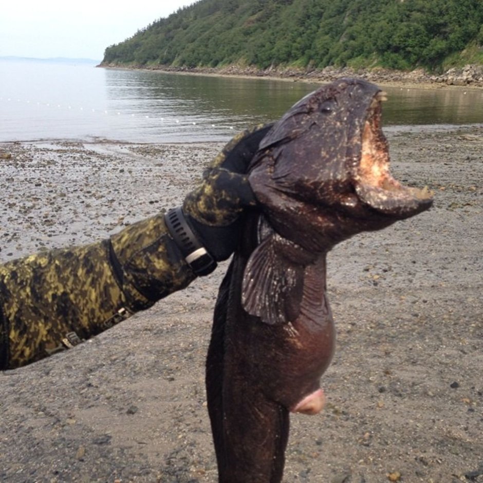 Зубатка Мурманск