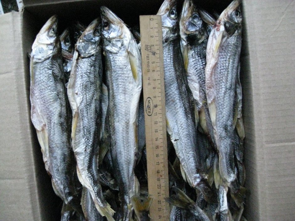 Зубатка и мурена