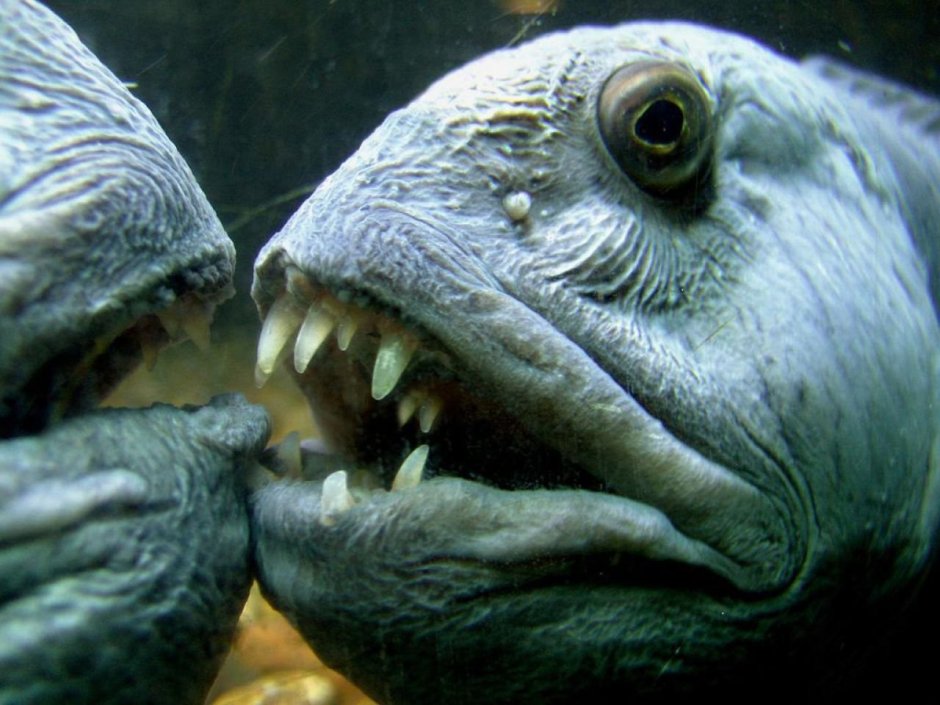 Рыба зубатка пятнистая