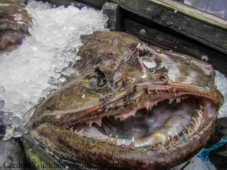 Рыба зубатка полосатая
