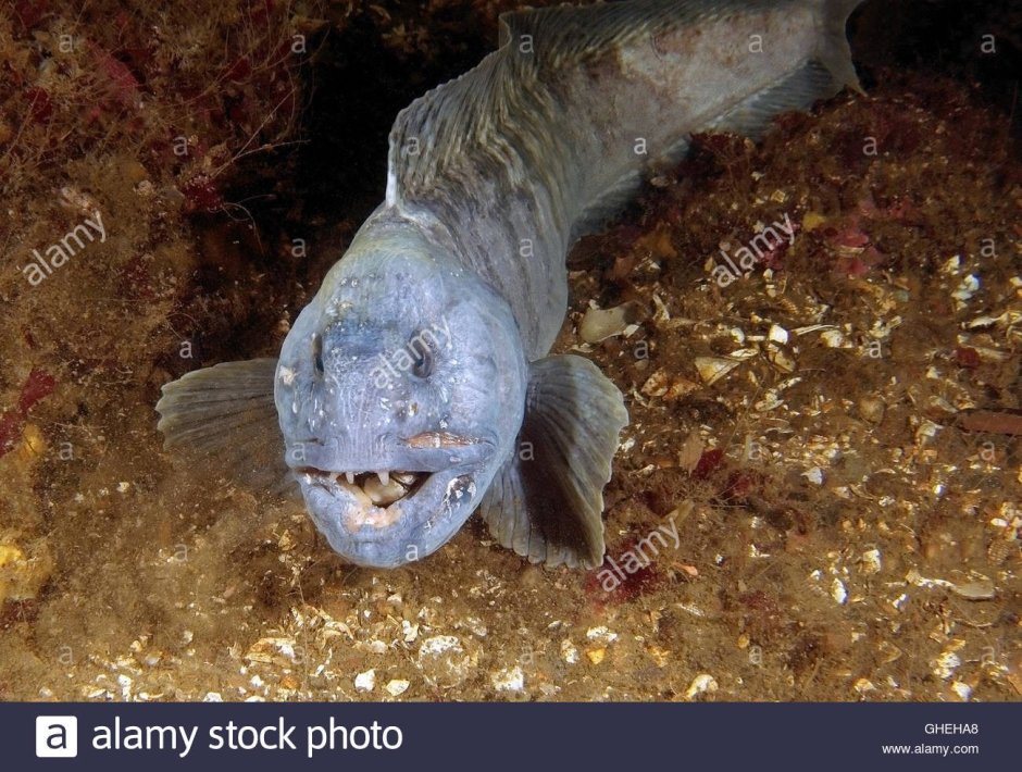 Дальневосточная зубатка (Anarhichas orientalis),