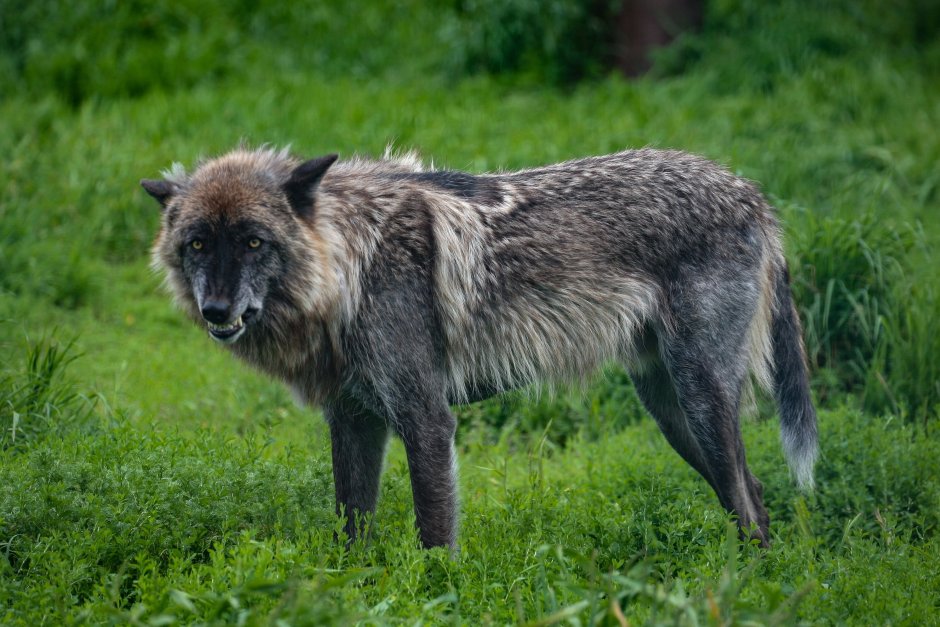 Кавказский волк