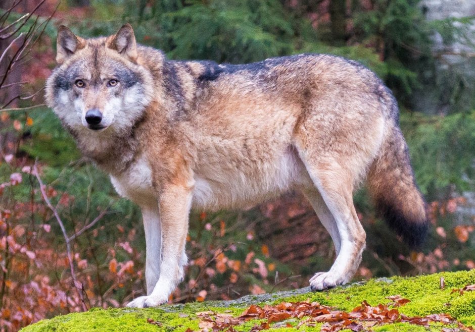 Волк canis Lupus
