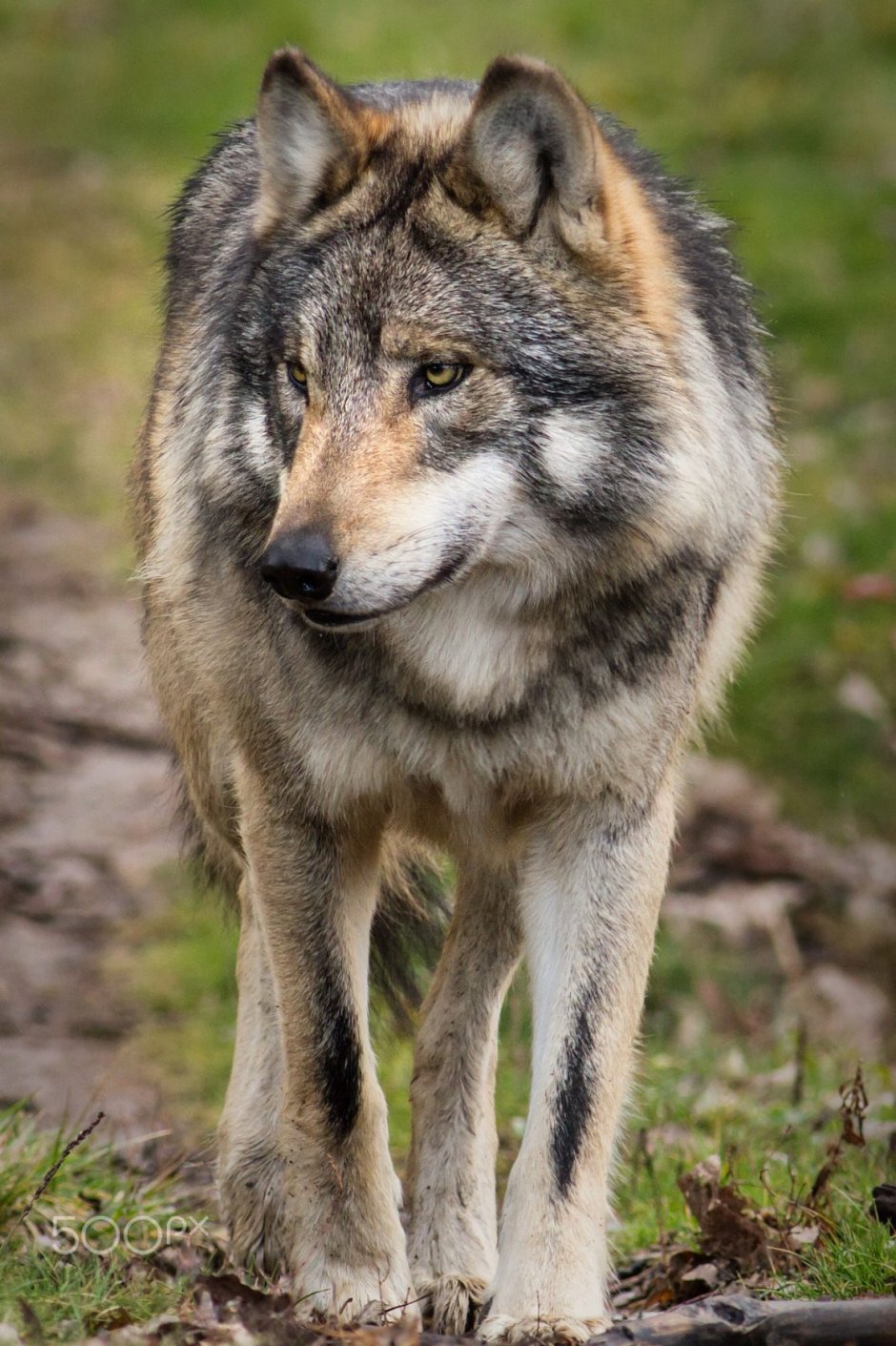 Волк canis Lupus