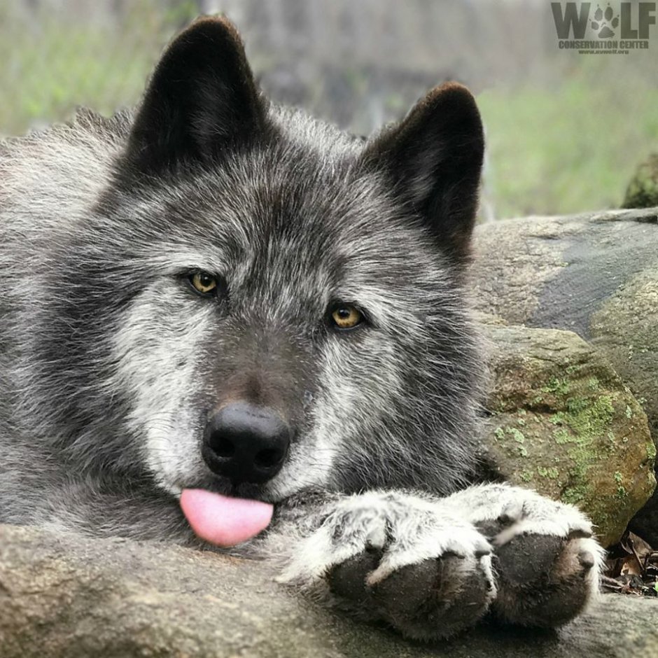 Passing Wolf