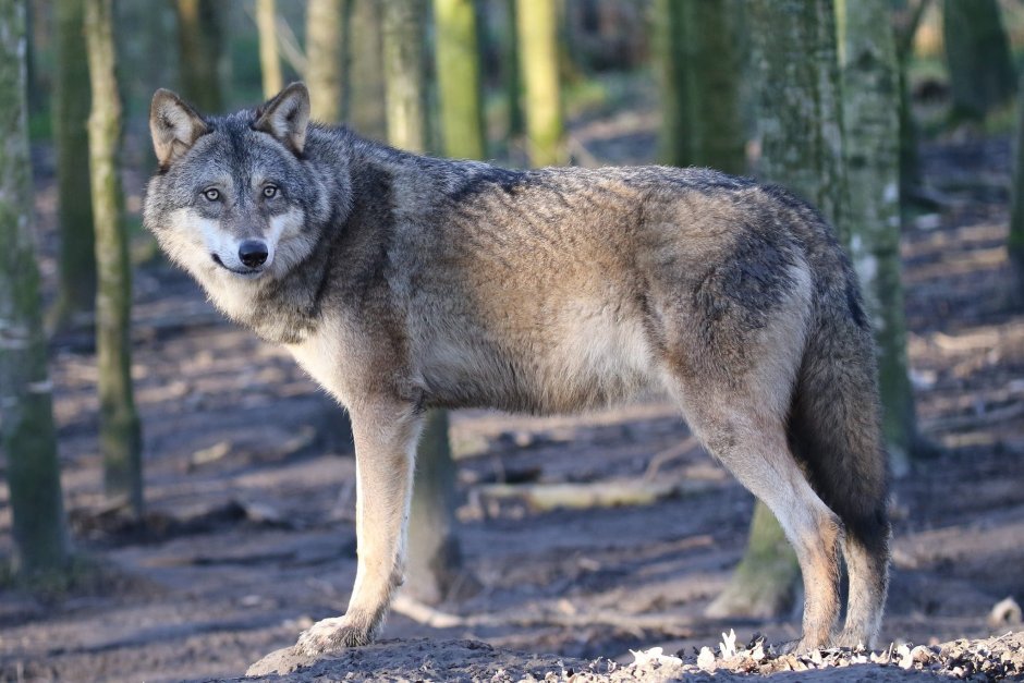 Волк canis Lupus