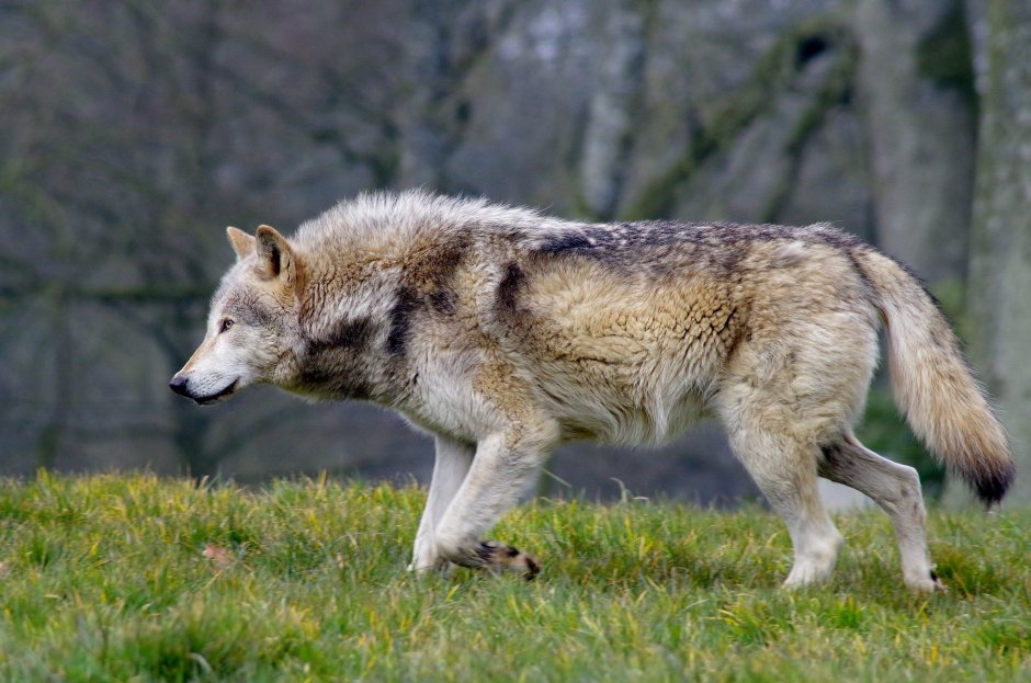 Wolf posing stock images