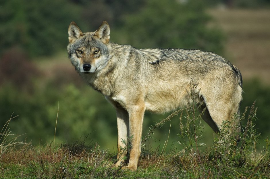 Canis Lupus cubanensis