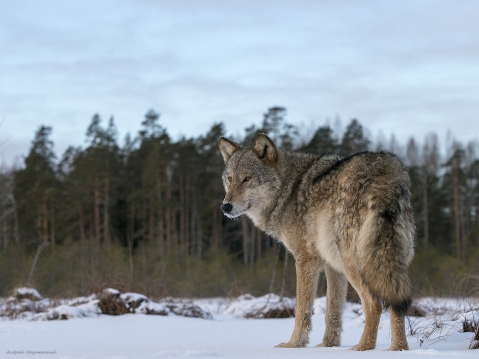 Волк обыкновенный (canis Lupus)