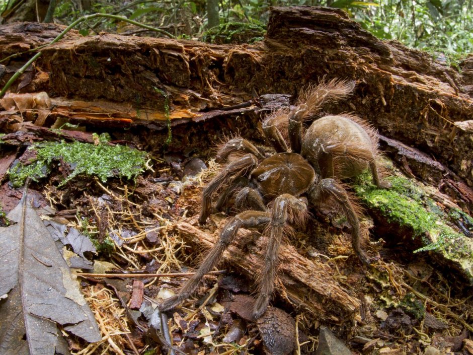Паук-птицеед Chromatopelma cyaneopubescens