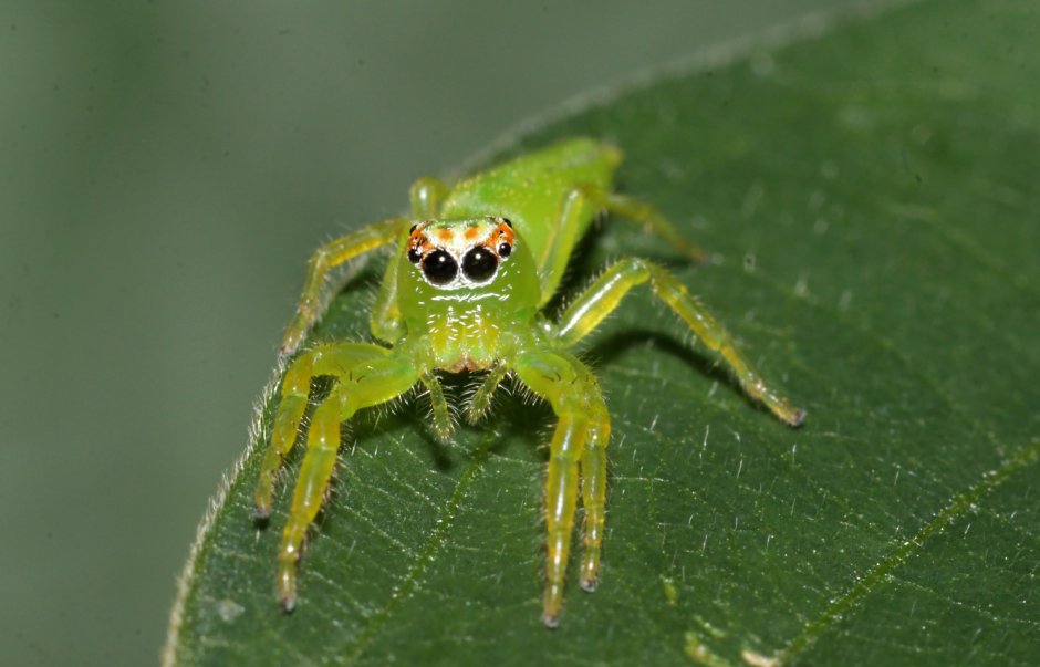 Lycosa aragogi