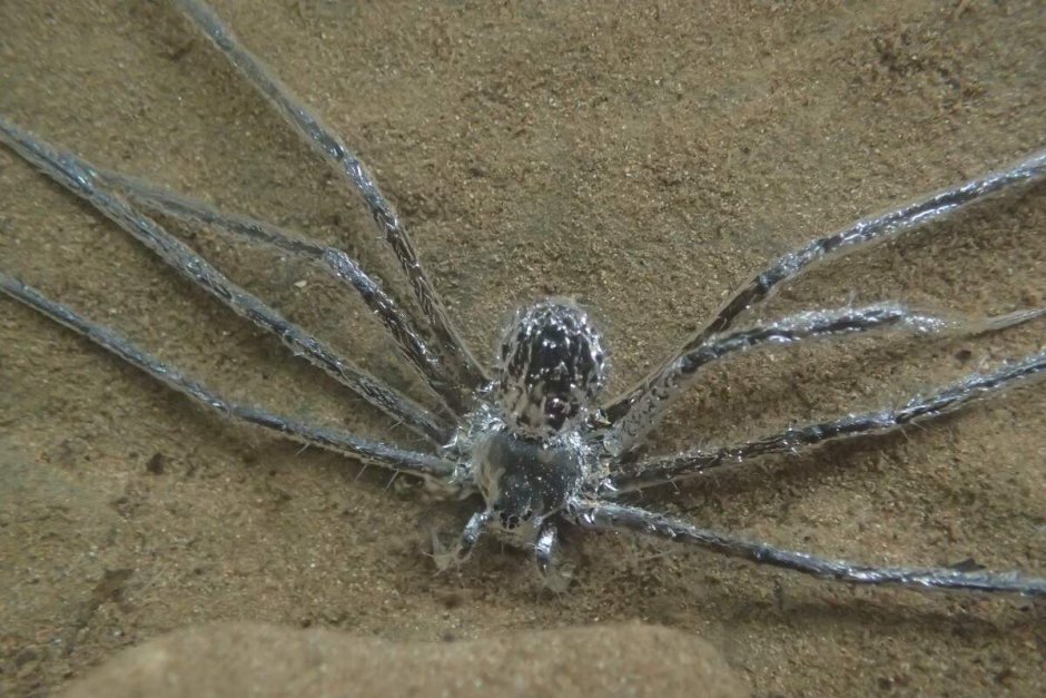 Паук золотопряд Nephila