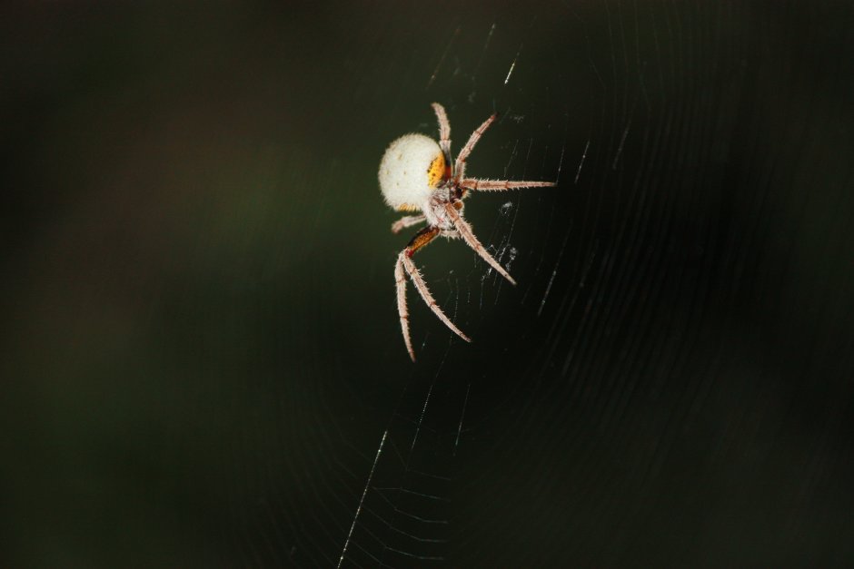 Brachypelma baumgarteni