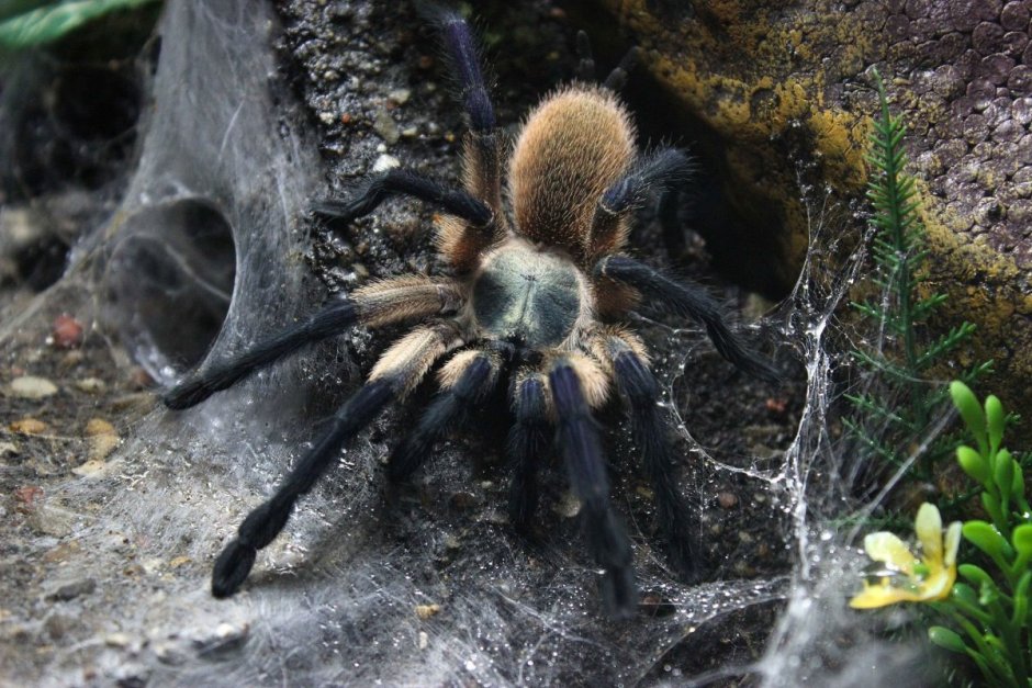 Megaphobema robustum