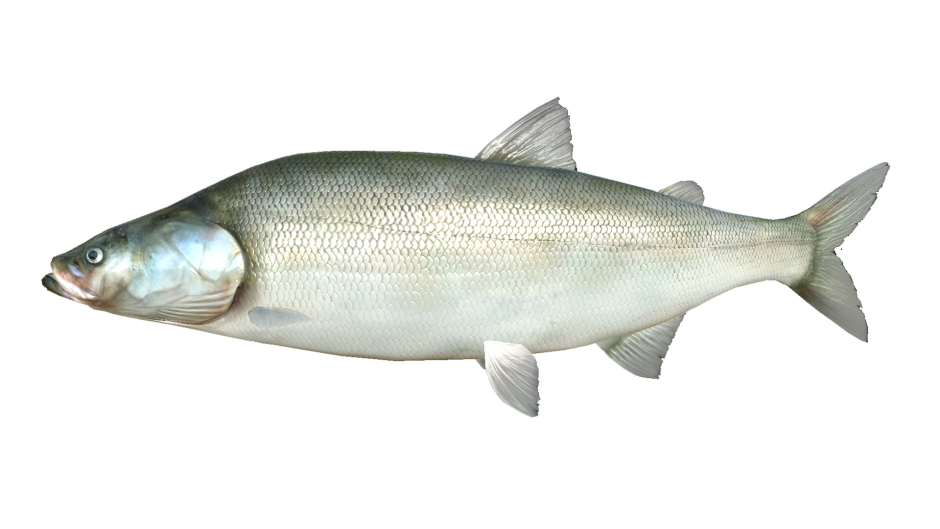 Нельма (Stenodus leucichthys)