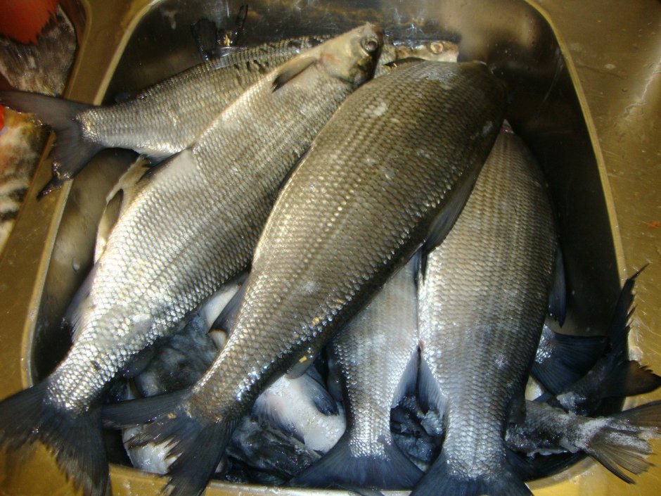 Рыба сиг Мурманский