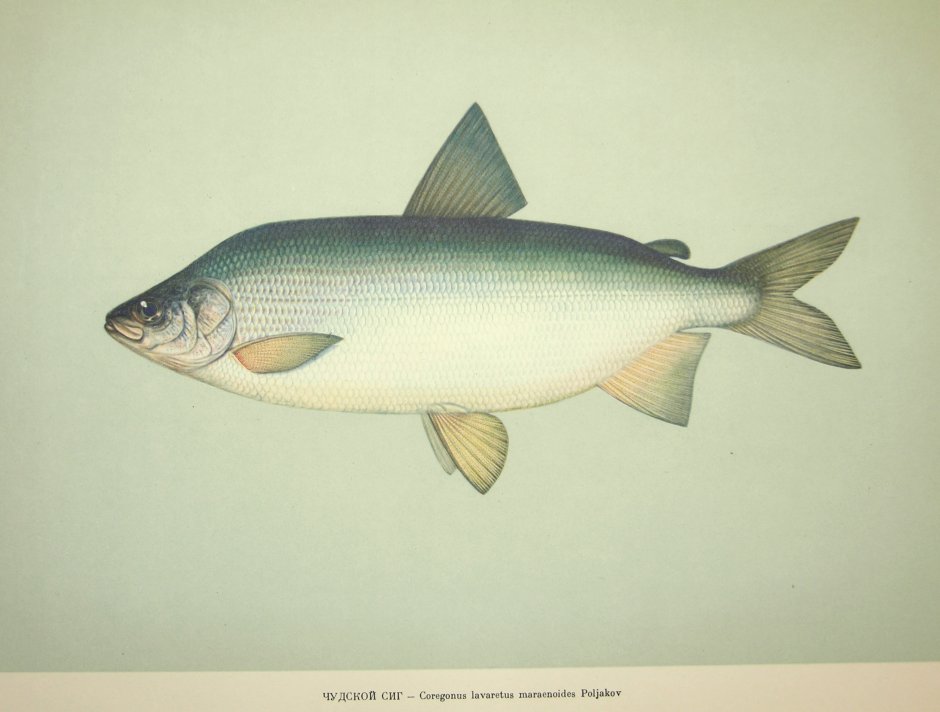 Обыкновенный сиг (Coregonus lavaretus)