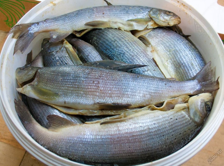 Хариус улов