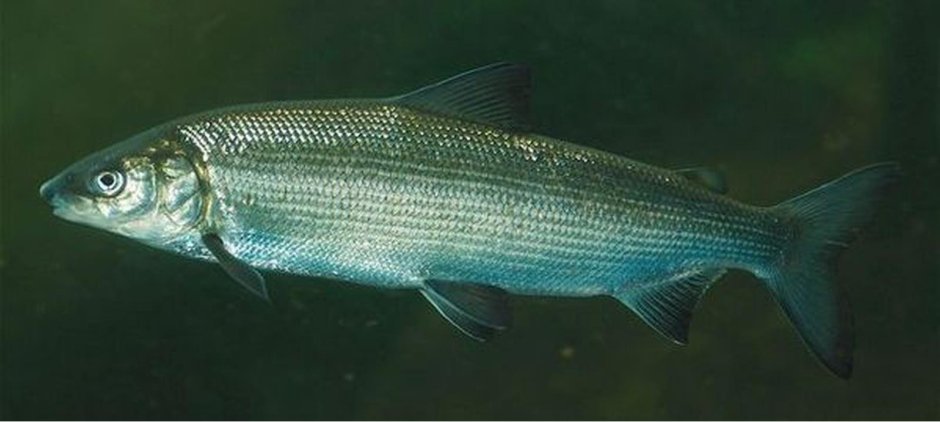 Coregonus muksun