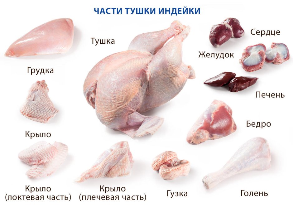 Глазчатый павлиний индюк