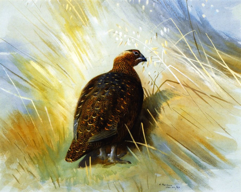 Рябчик и куропатка