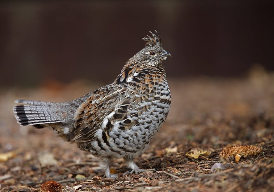 Ruffed Grouse птица