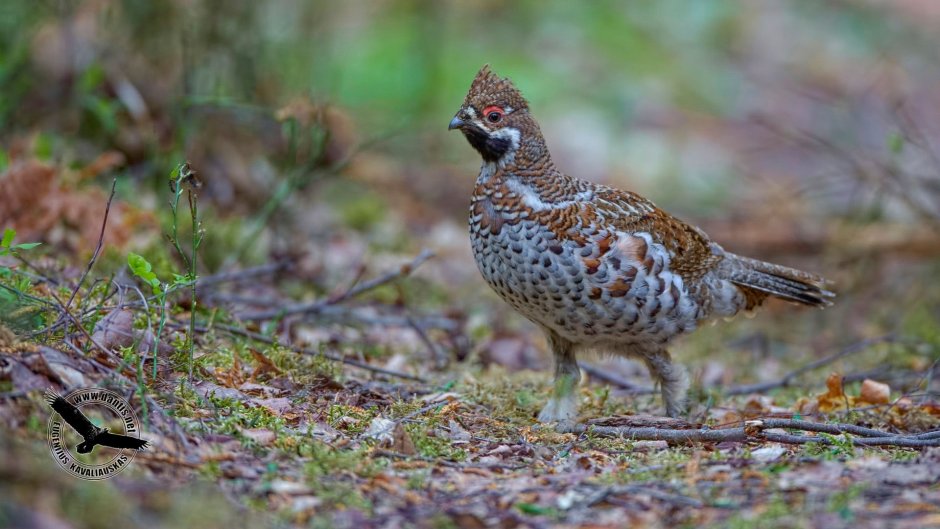 Тетеревиные Tetraonidae