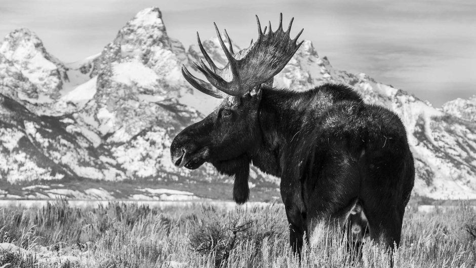Олень Гранд Teton