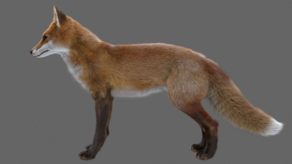 Лиса в шарфике