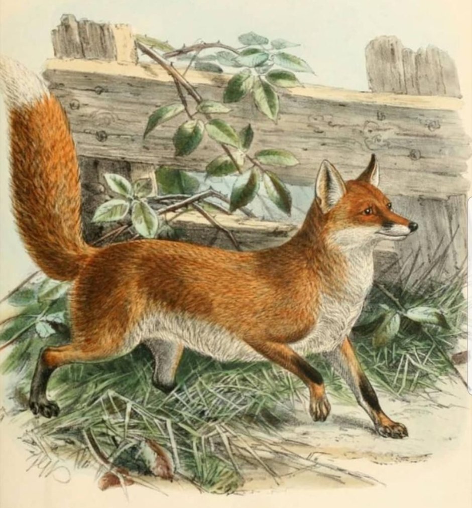 Кицунэ Фокс арт