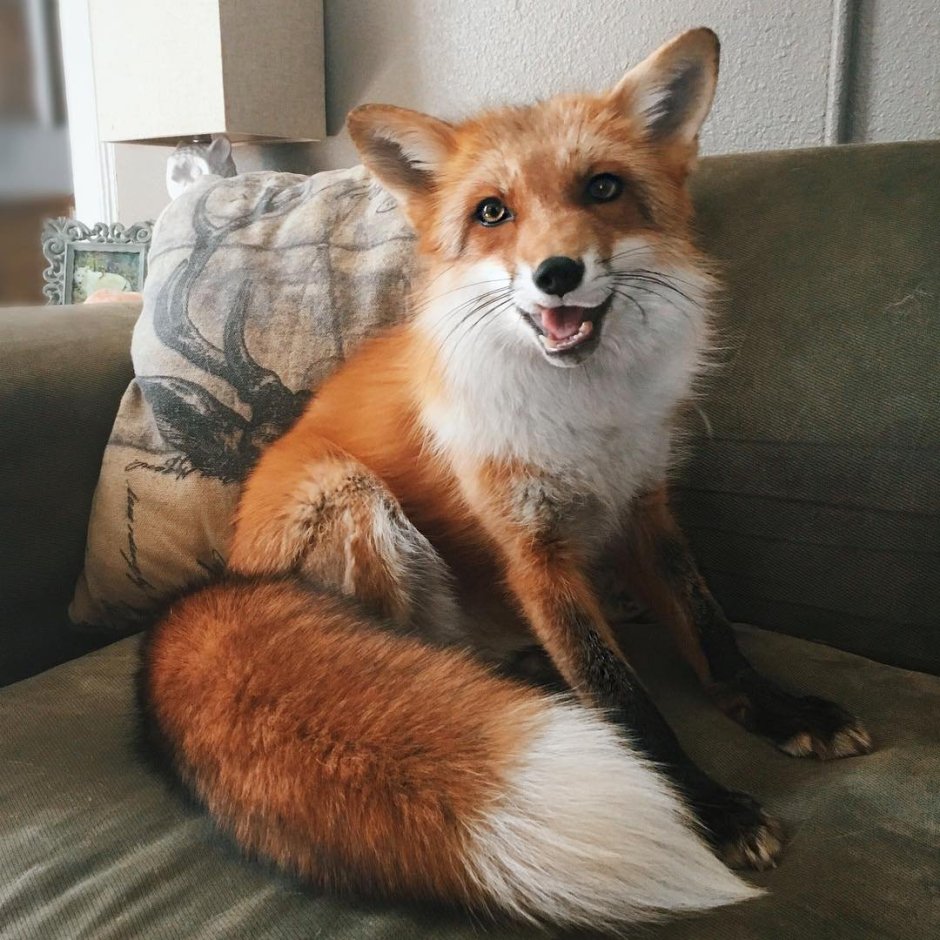 Винтажные лисы иллюстрации