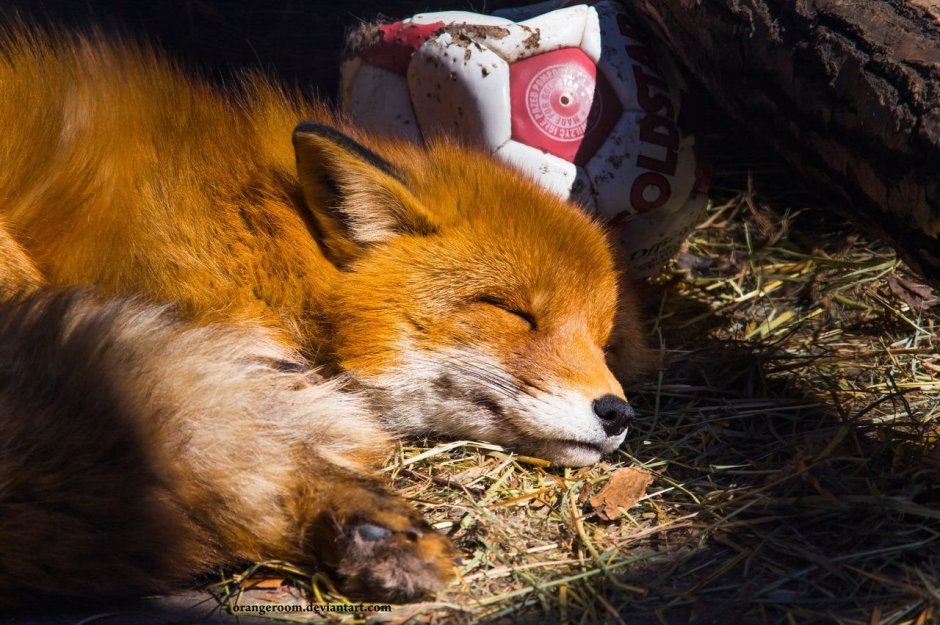 Лиса с букетом