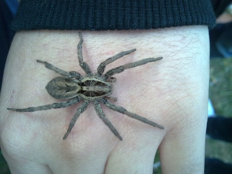 Cyclocosmia truncata паук Циклокосмия