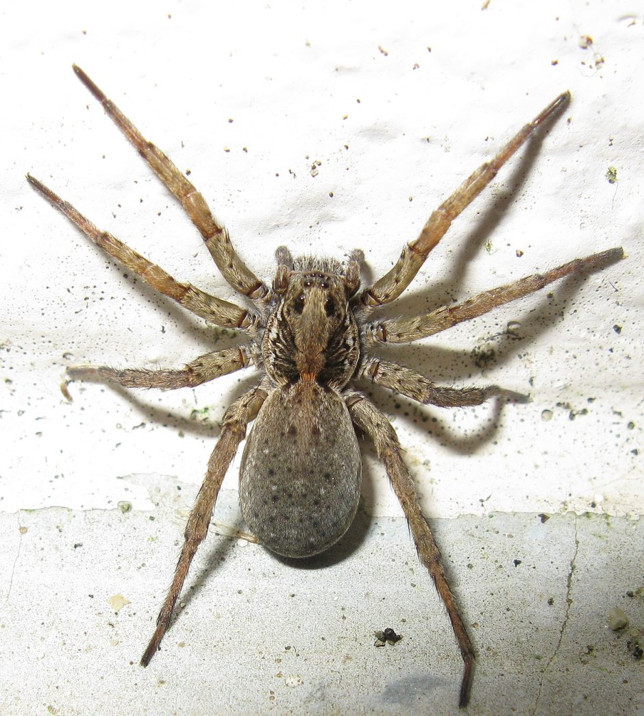 Паук Zoropsis spinimana
