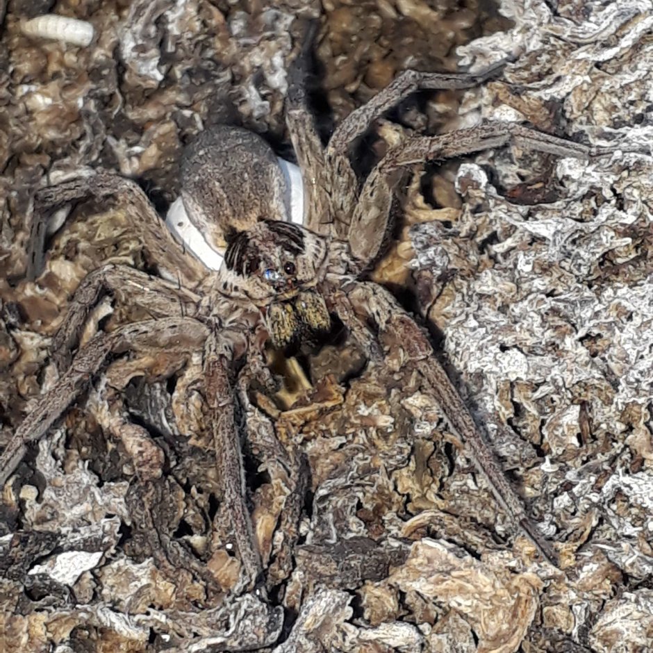 Hogna Radiata ( Тарантул, Лучистый Тарантул)