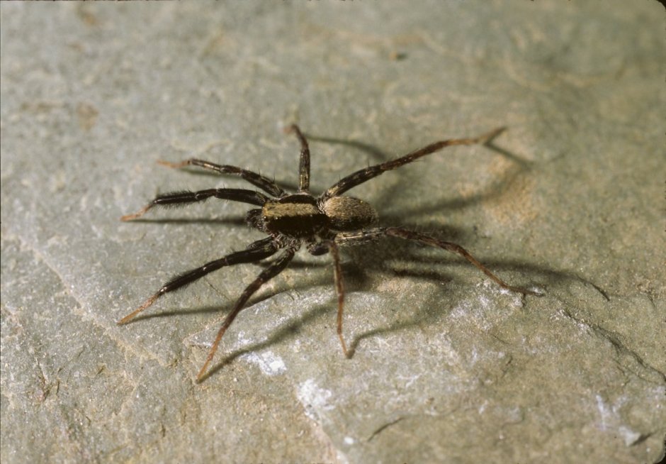 Hogna Radiata паук