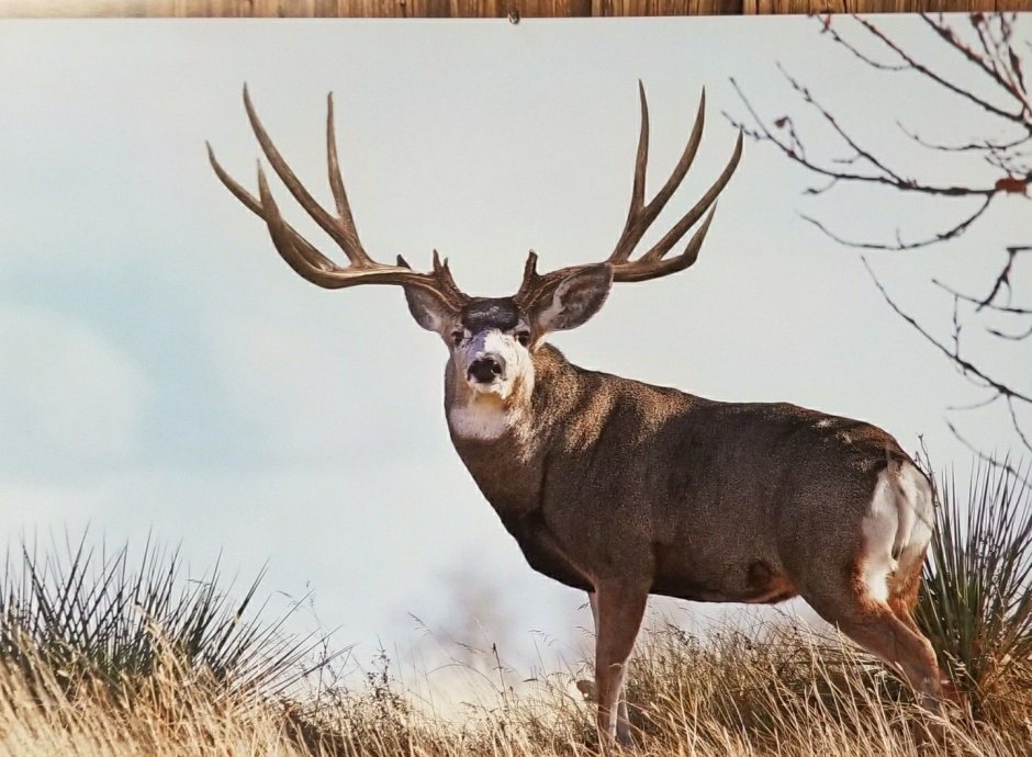 От чего зависят очки чернохвостого оленя в the Hunter