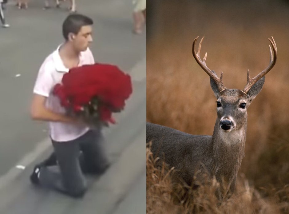 Боевой олень