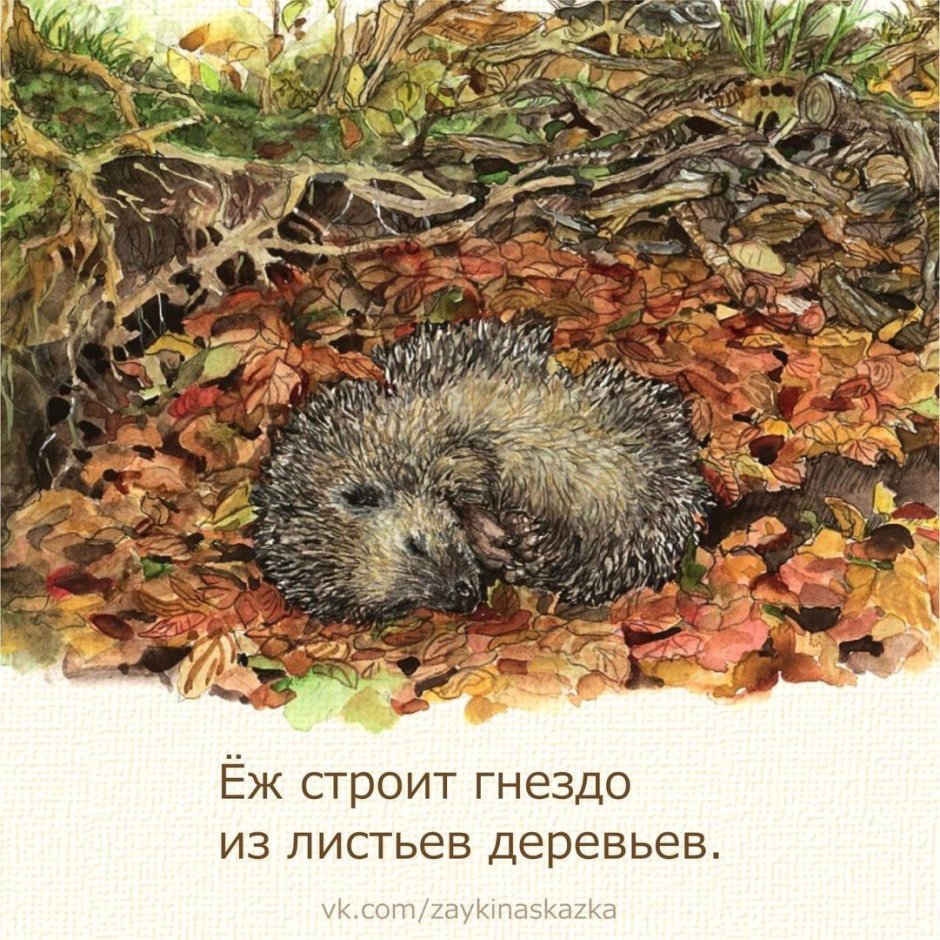 Стишки про ежика смешные