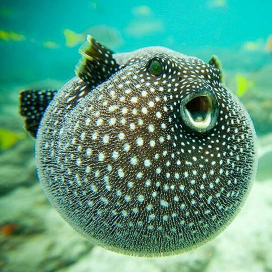 Arothron meleagris