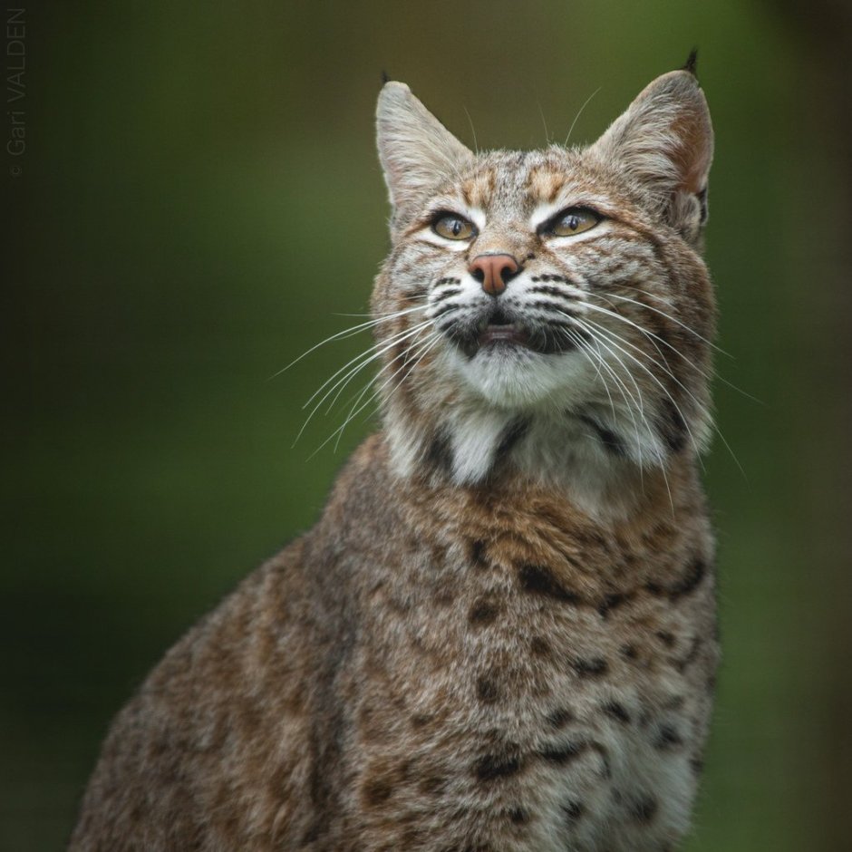 Bobcat порода кошек