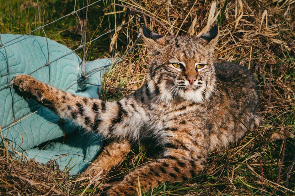 Rabid Bobcat